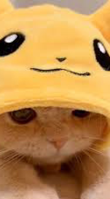 愛貓咪