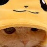 愛貓咪
