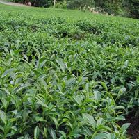 坪林-得銓茶園
