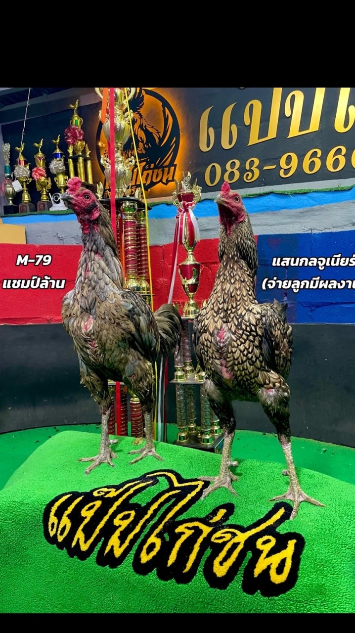 แป๊ปไก่ชน กลุ่มใหม่