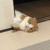 MLBネコ部