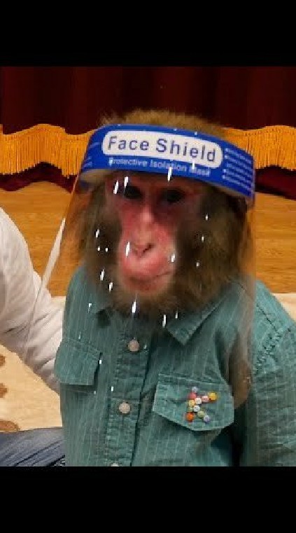 プーキーズが好きな人