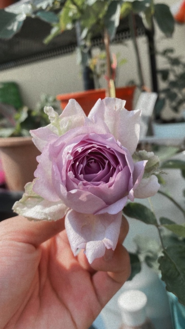 🌸蟹老闆玫瑰.繡球交流