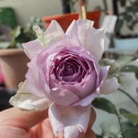 🌸蟹老闆玫瑰.繡球交流