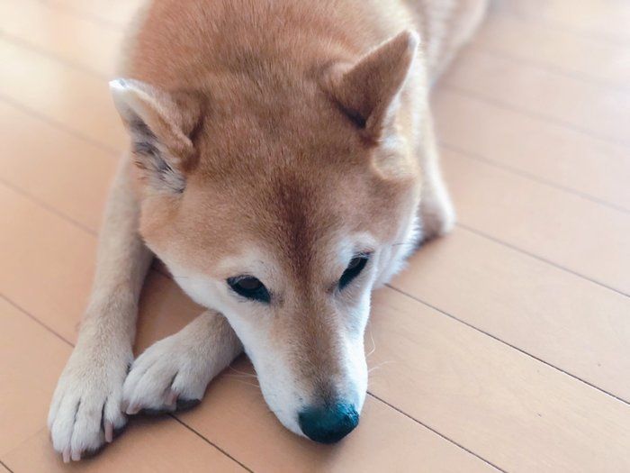 犬がドッグフードを食べない理由と自宅でできる工夫とは