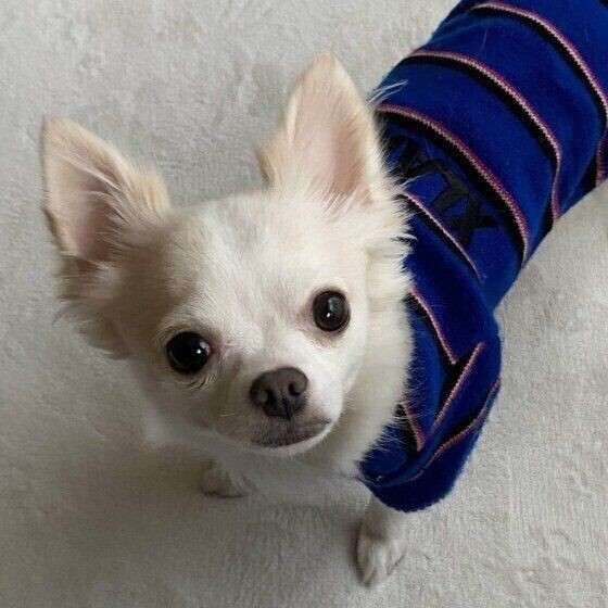 犬の目のヒミツ 視力は約0 2なのに動体視力がいい