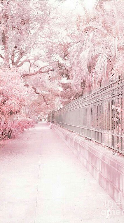 ราชวงศ์สีชมพู