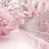 ราชวงศ์สีชมพู