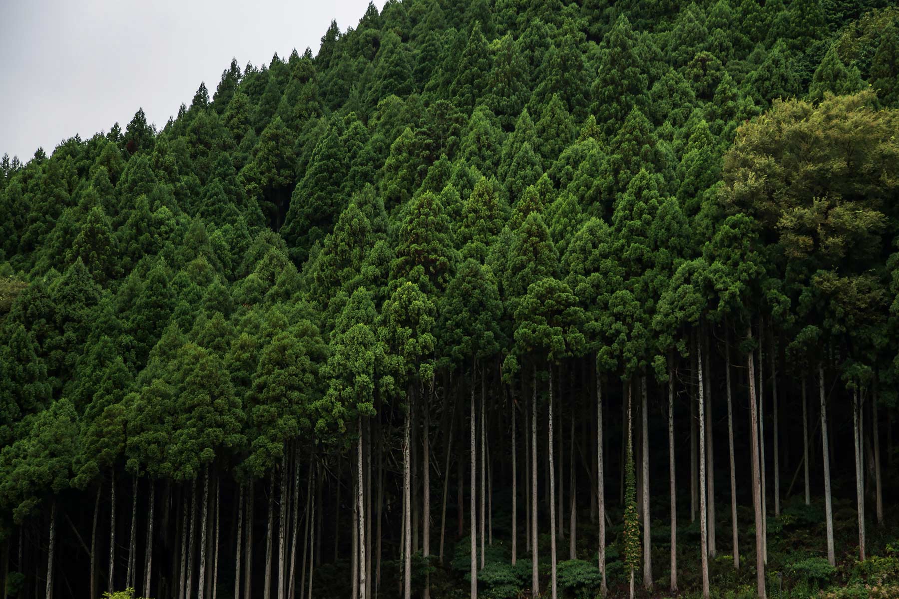 日本五月假日綠之日出外踏青