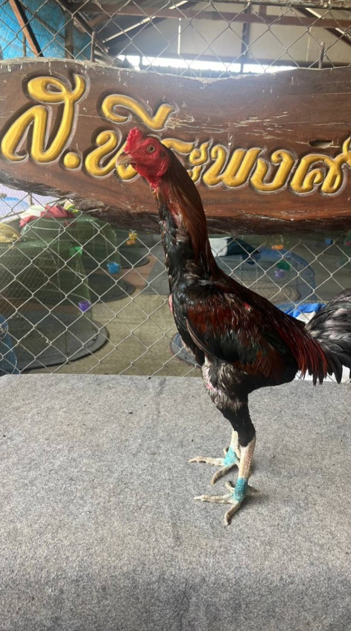 ซื้อขายไก่คัดผ่าน พร้อมชน