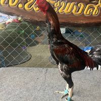 ซื้อขายไก่คัดผ่าน พร้อมชน