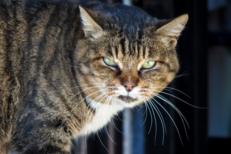デジカメで猫を撮ったら 猫の瞳は丸い方が可愛かった