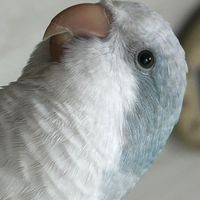 雪寶