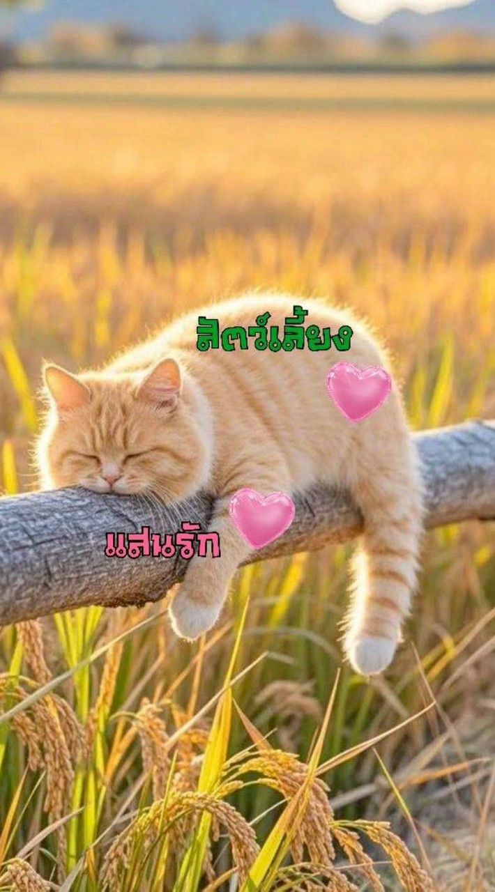 😺 สัตว์เลี้ยงแสนรัก 🐶