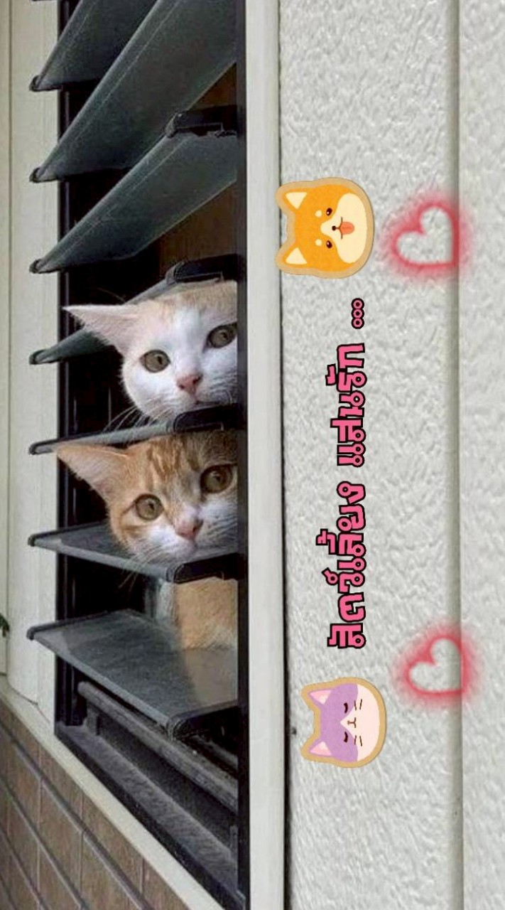 😺 สัตว์เลี้ยงแสนรัก 🐶