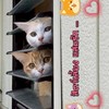😺 สัตว์เลี้ยงแสนรัก 🐶
