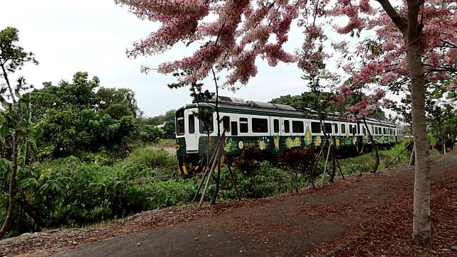 影／花旗木太吸睛　幼童閃避不及遭石虎列車撞傷頭部