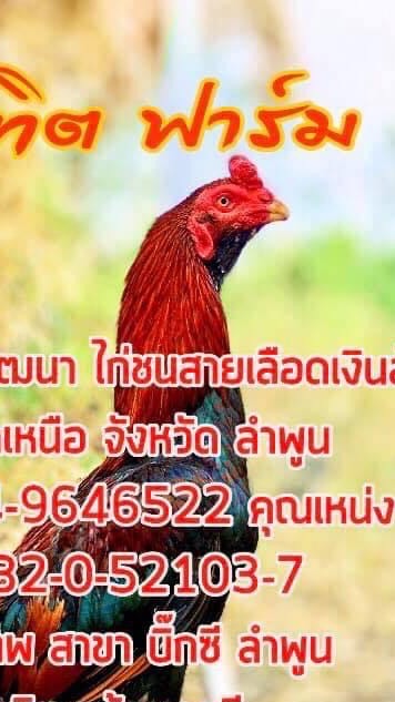 ส.บัณฑิต ฟาร์ม แหล่งเพาะพันธุ์และพัฒนาไก่ชน เหล่าป่าก๋อย จังหวัด