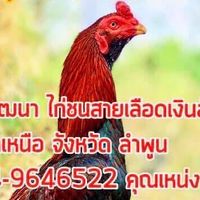 ส.บัณฑิต ฟาร์ม แหล่งเพาะพันธุ์และพัฒนาไก่ชน เหล่าป่าก๋อย จังหวัด