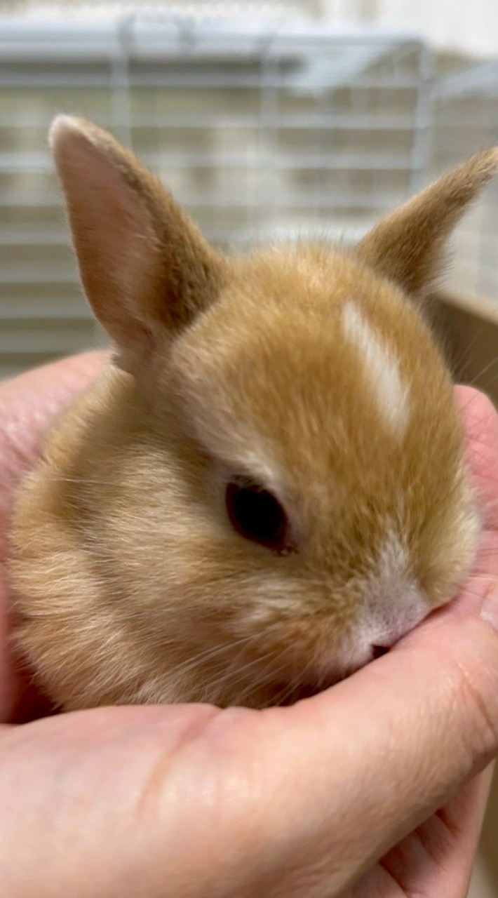 うさぎの画像あげるだけのチャット
