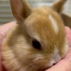 うさぎの画像あげるだけのチャット