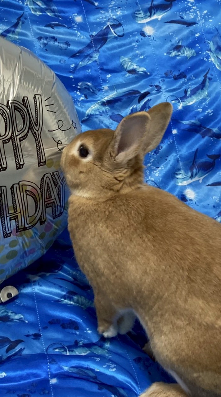 うさぎの画像あげるだけのチャット