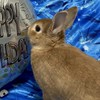 うさぎの画像あげるだけのチャット