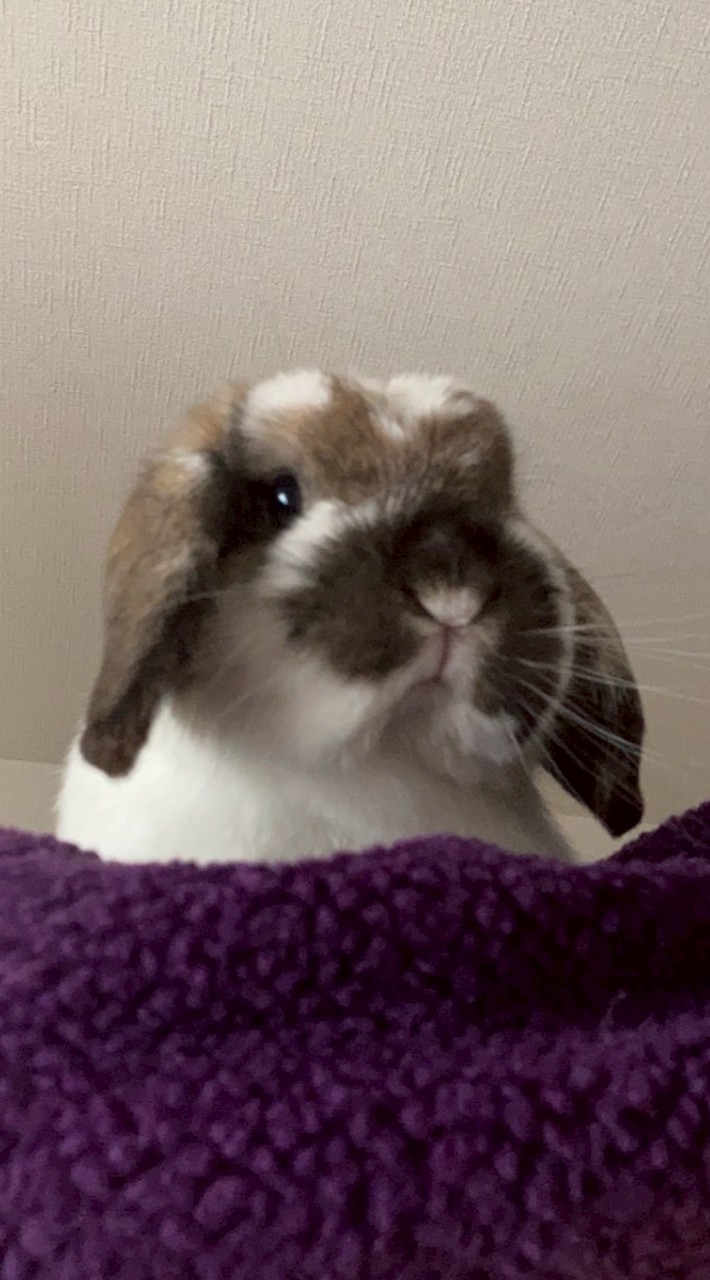 うさぎの画像あげるだけのチャット