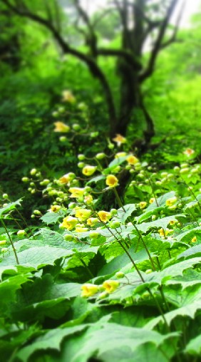 徳島県の山行こうよのオープンチャット