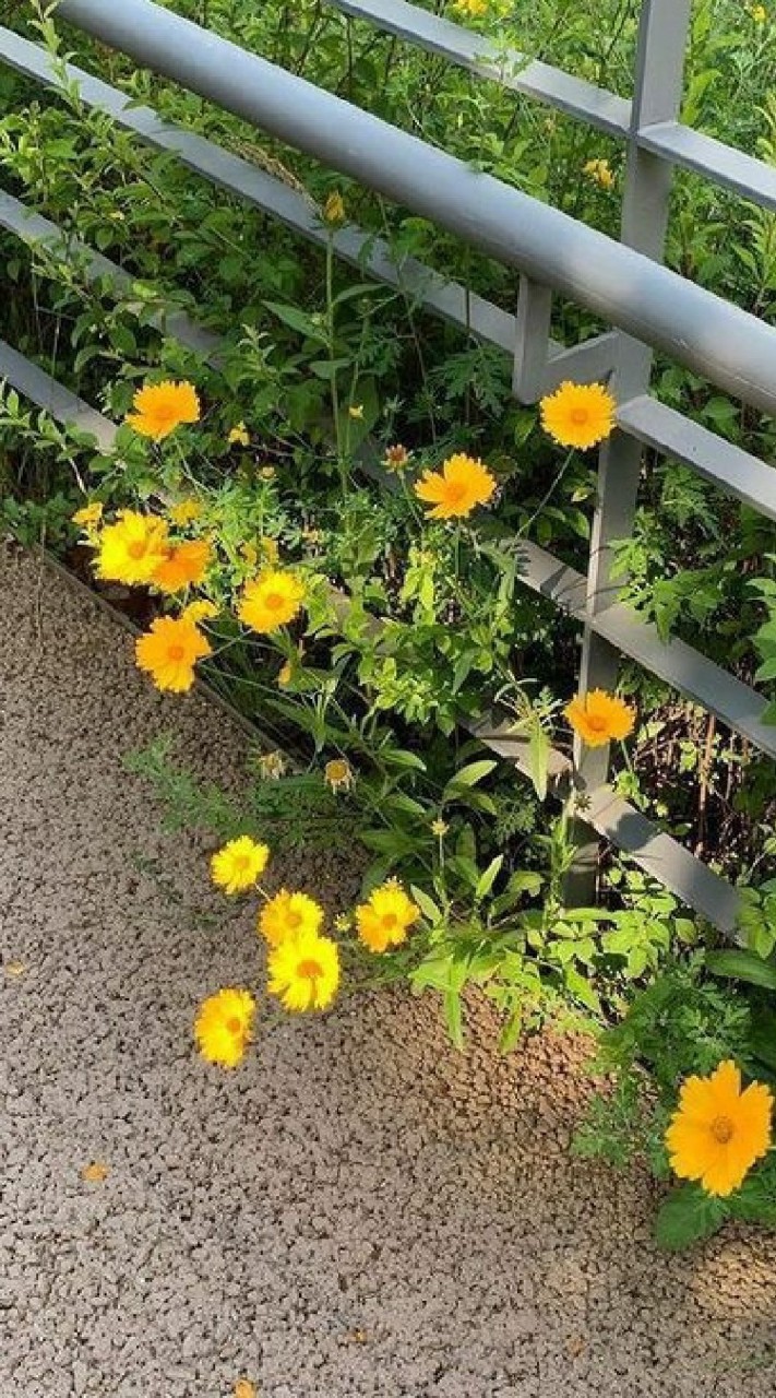 {🐈{ིྀ˳กลุ่มแจกร รูปบอท,เมจ By. อ้ายเจีย  ✦ ̶ ˑ͙ ﾟ𓎆} }ིྀˑ͙🩰𓊪𓈒ᚐ֯