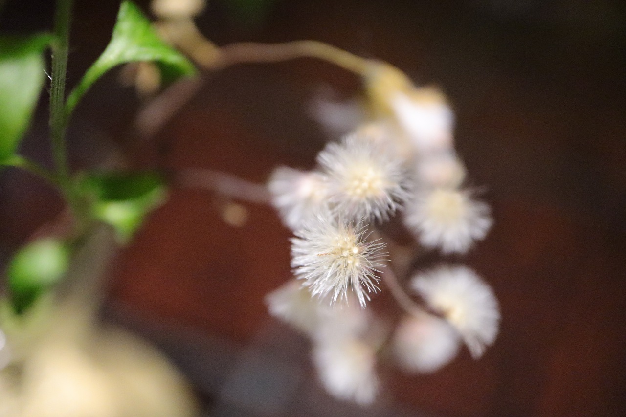 它會是年度最佳 Vlog 相機嗎？Canon EOS M50 評測