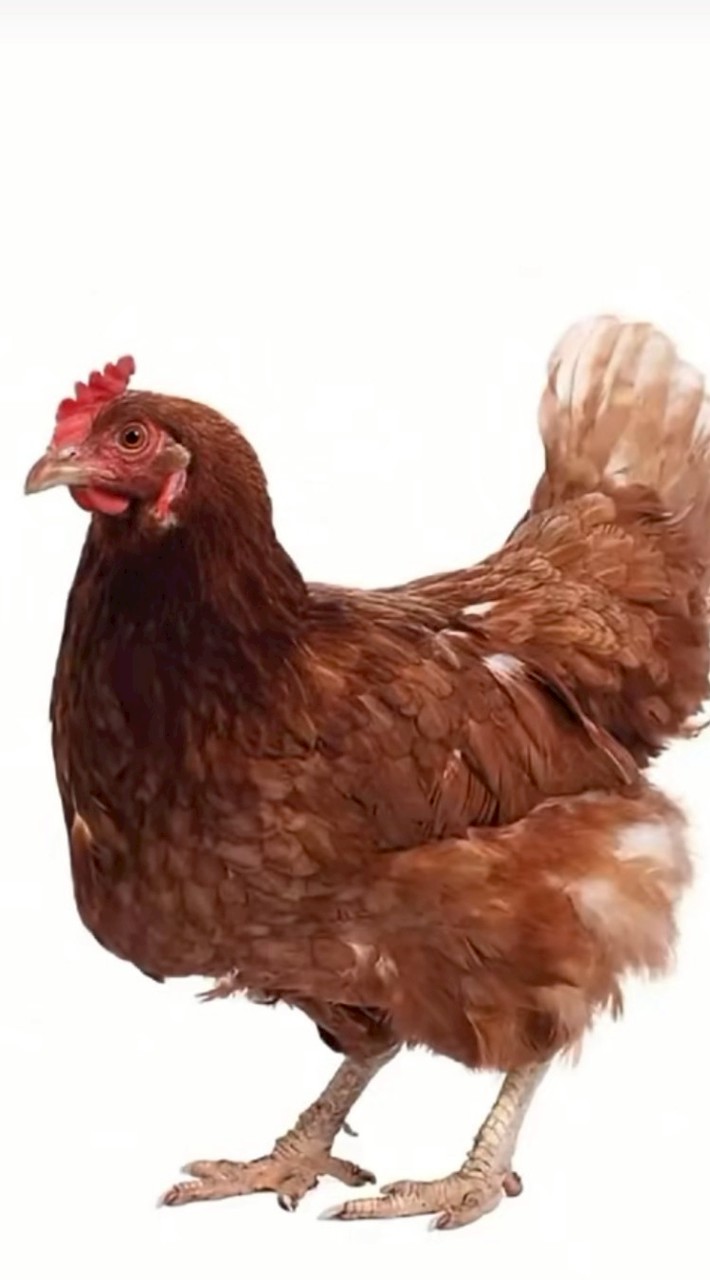 เฉพาะไก่เท่านั้น