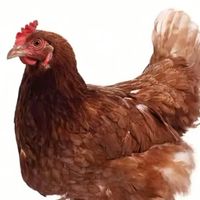 เฉพาะไก่เท่านั้น