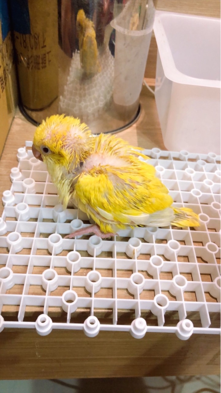 快樂鳥日子