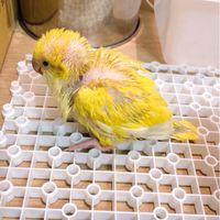 快樂鳥日子