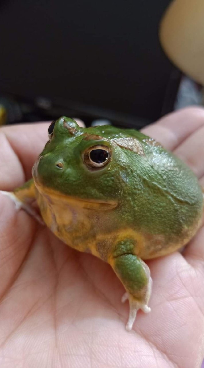 蛙寶趣_角蛙_兩棲動物_爬蟲動物_飼養討論交流🐸🦎🕷️🦂🐜🐍🐢