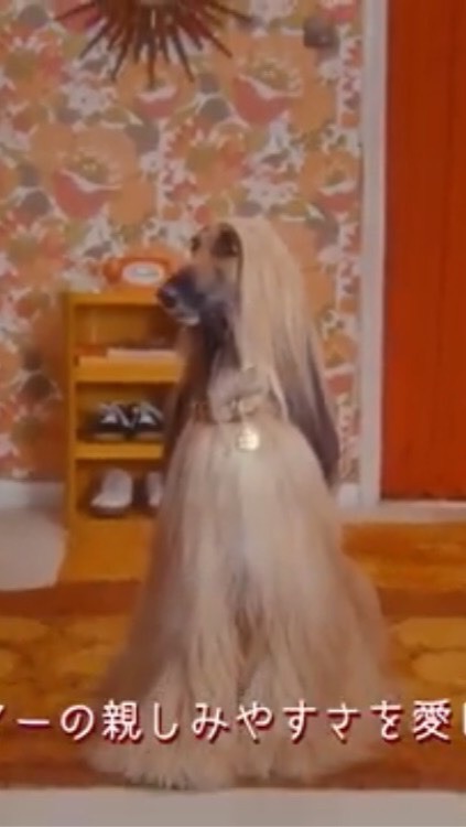 アフガンハウンド好き