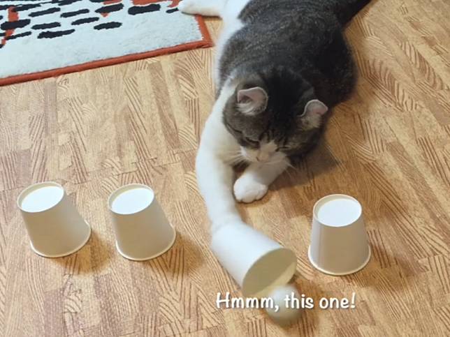 貓咪玩猜杯子遊戲 主子每猜必中網驚嘆:是賭神!