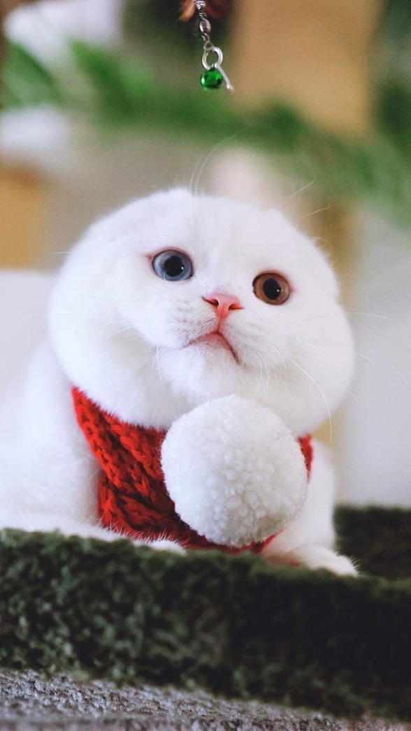 Kremlinn Cattery ฟาร์มแมวนำเข้า