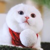 Kremlinn Cattery ฟาร์มแมวนำเข้า