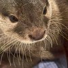 カワウソてんちゃん🦦💎