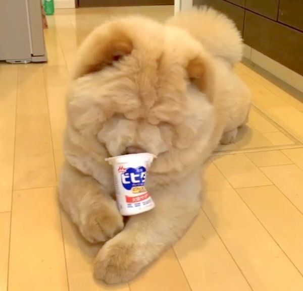 ニトリの防ダニ 消臭ペットベッドを愛犬が体験