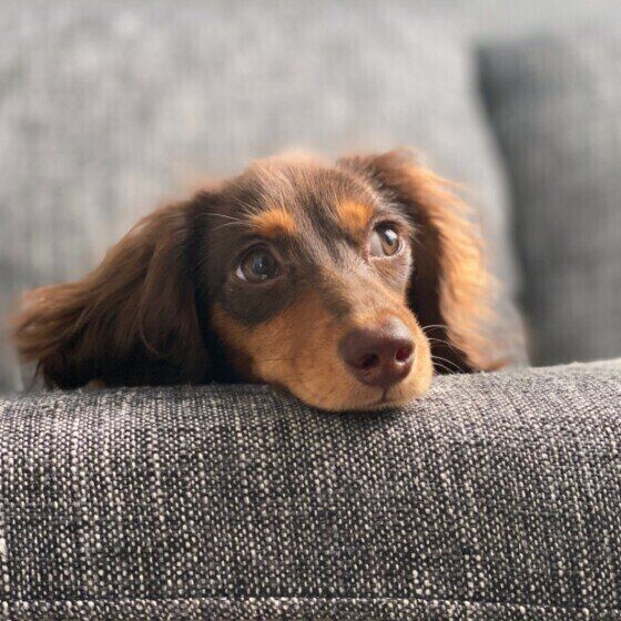 犬が 睡眠時に目をピクピクさせる のはなぜ