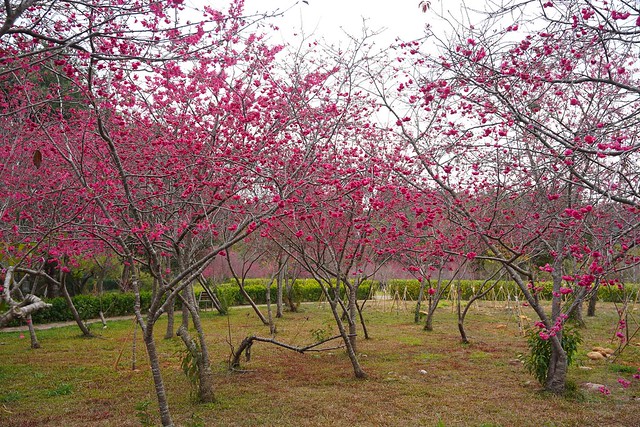 鳥銃頭櫻花公園