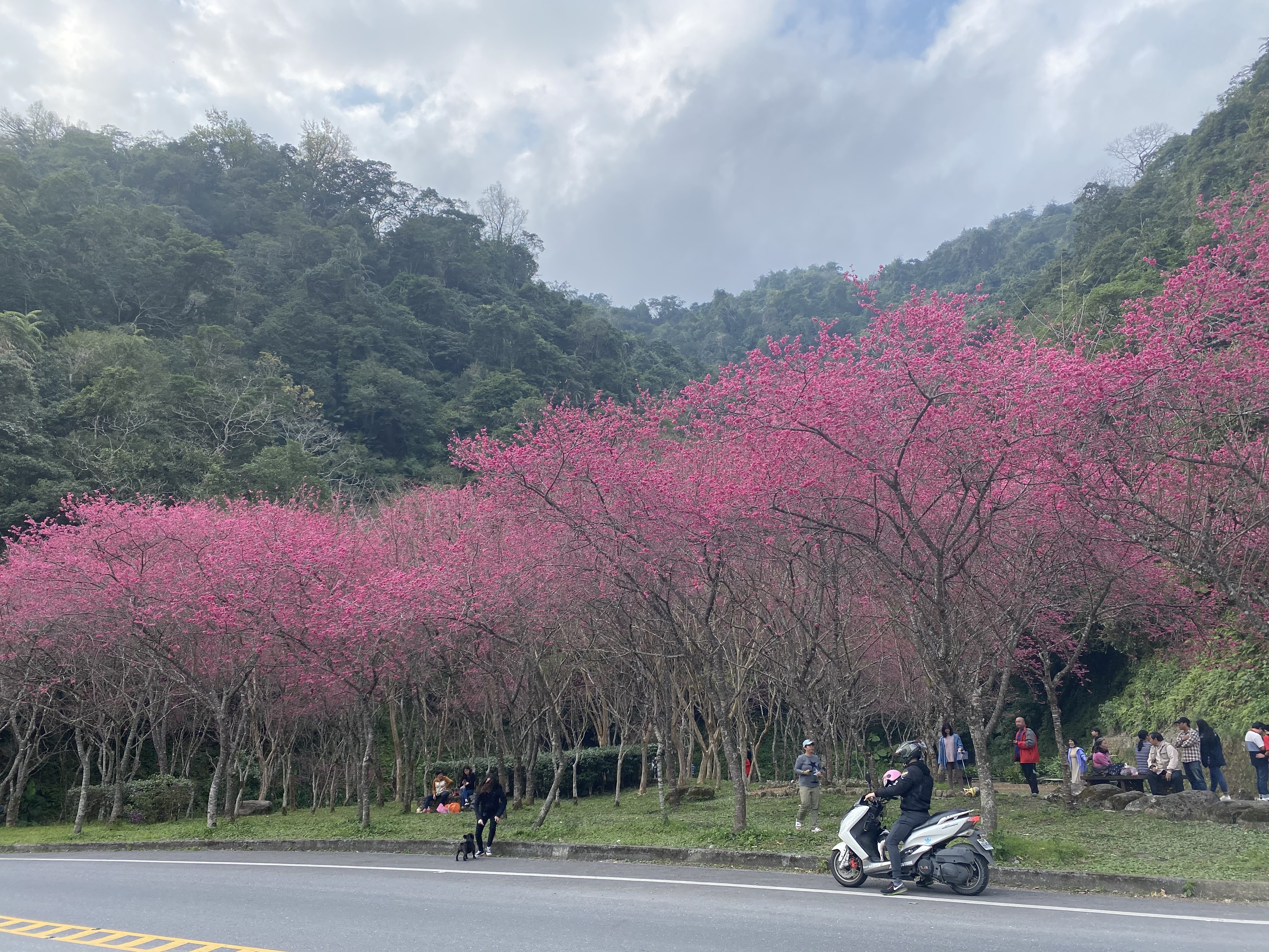 台七甲2km處八重櫻花林