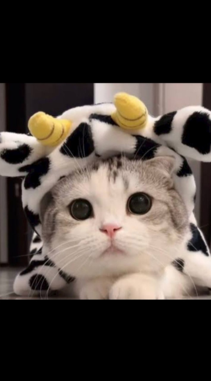 ♡•คนรักแมว•[Meow]♡