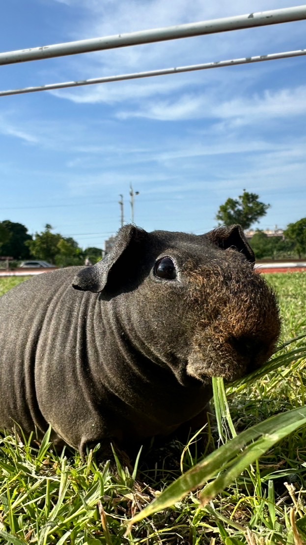 🌳無毛天竺鼠🐹迷你小河馬🦛