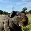 🌳無毛天竺鼠🐹迷你小河馬🦛