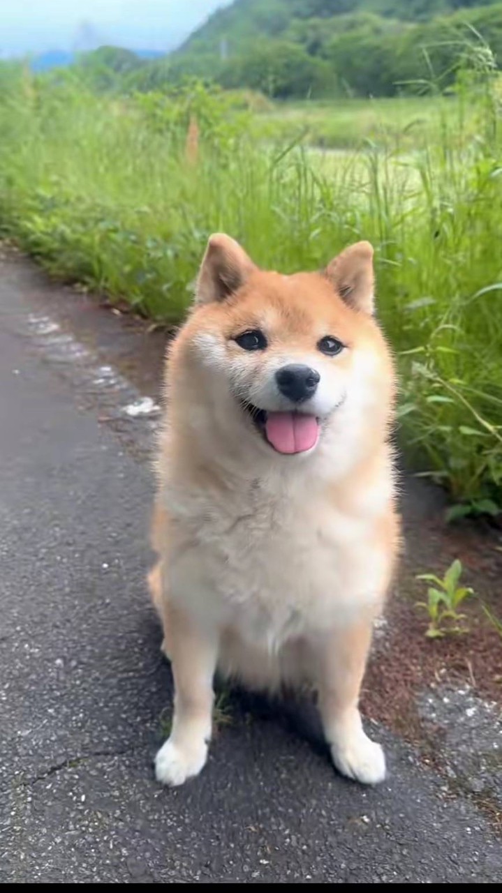 ちょっこっと休暇🐕🌸