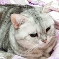 貓兒占星園